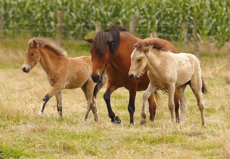 Ran Diva Bjarndis.jpg